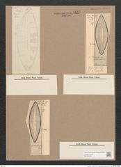 Navicula sp. (de-Toni-Nr.: Genus 1) Zeichnungen Sammlung Grunow Nr. 1647 (NHMW-BOT-W0368206)